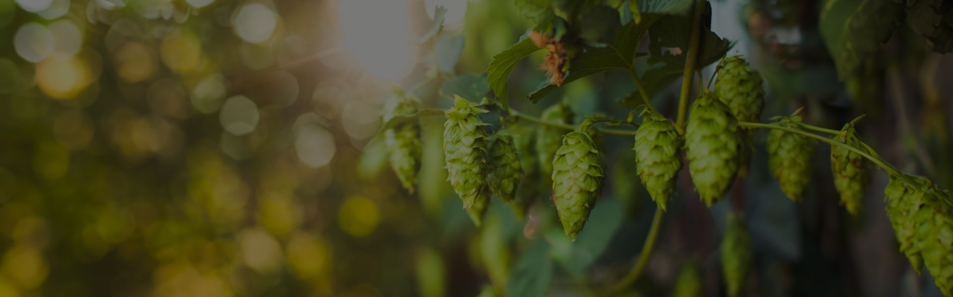 Hops Hops