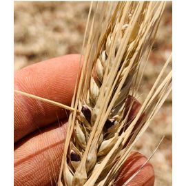 Voyager Ethiopian Black Barley (per Kg)