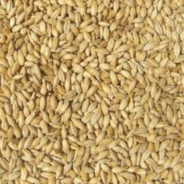 Joe White - Pilsner (per kg)