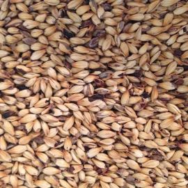 Simpsons - Golden Promise (per kg)