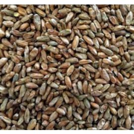 Voyager - Ryecorn (per kg)