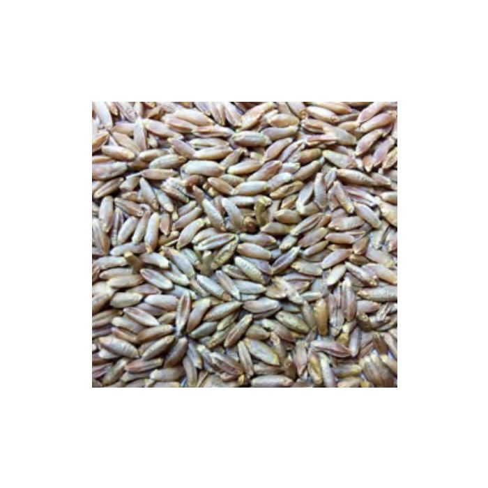 Voyager - Triticale Malt (per kg)