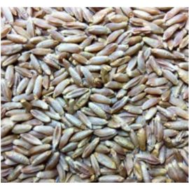 Voyager - Triticale Malt (per kg)