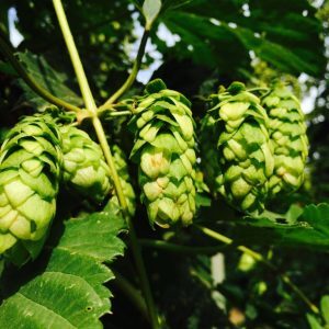 Hops!