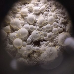 What is Sour Beer and how is it made Sour?