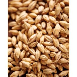 image of pilsner malt