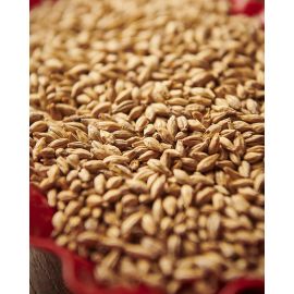 Munich Type 2 Malted Grain Photo